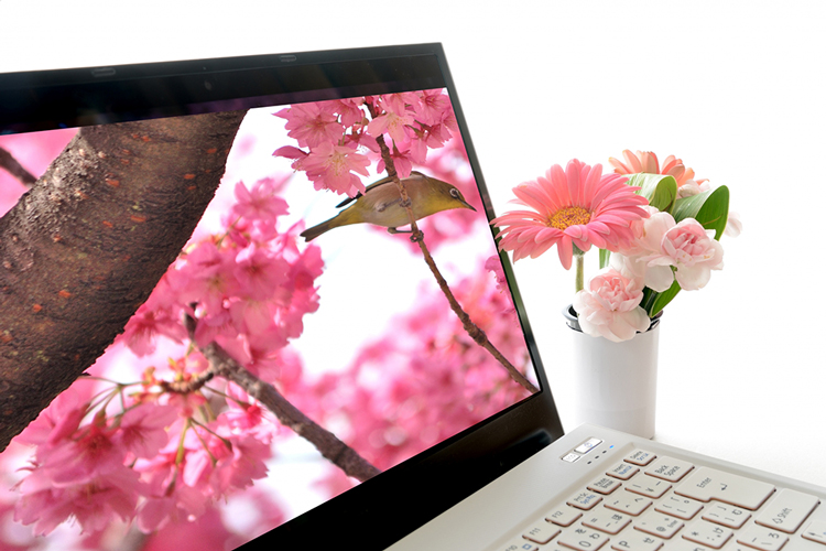パソコンと桜